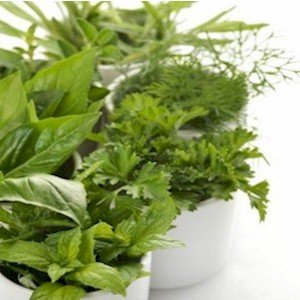 a different variety of fresh herbs
